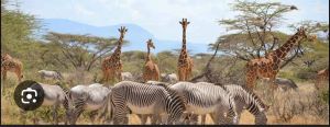 zebras and giraffes at samburu park